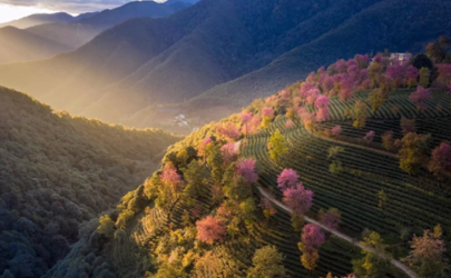 无量山樱花谷门票多少 云南无量山的樱花什么时候开